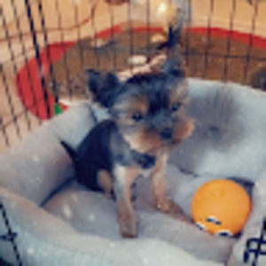 Meet your Posher, George